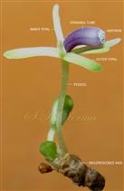  Male Inflorescence (Raceme)
